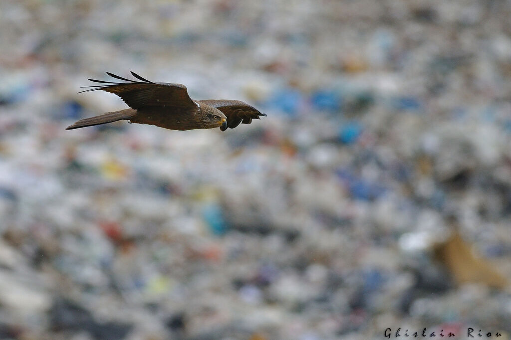 Black Kite