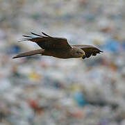 Black Kite