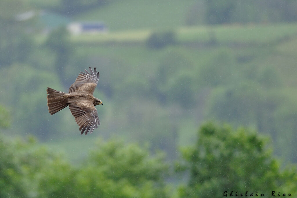 Black Kite