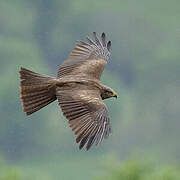 Black Kite