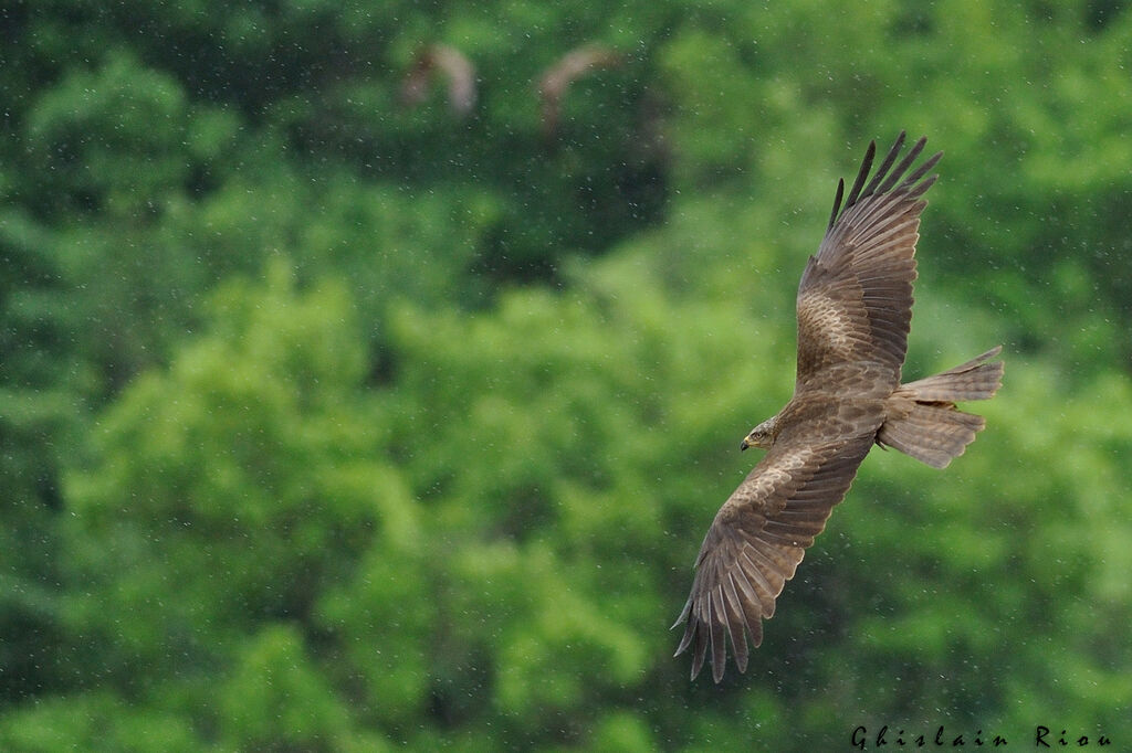 Black Kite