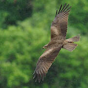 Black Kite