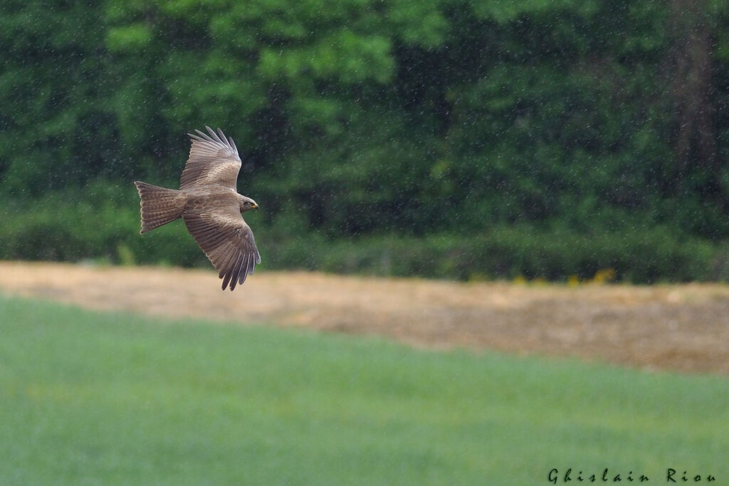 Black Kite