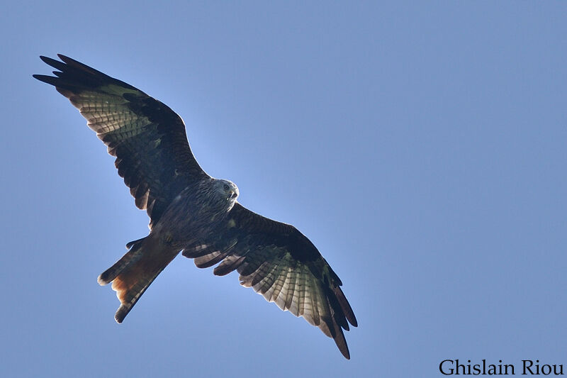 Red Kite