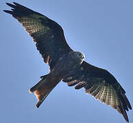 Red Kite