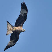 Red Kite