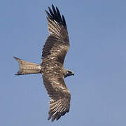 Red Kite