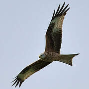 Red Kite