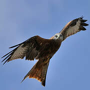 Red Kite