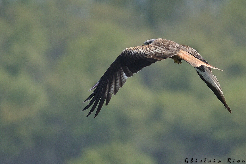 Red Kite