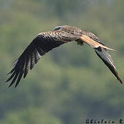 Red Kite