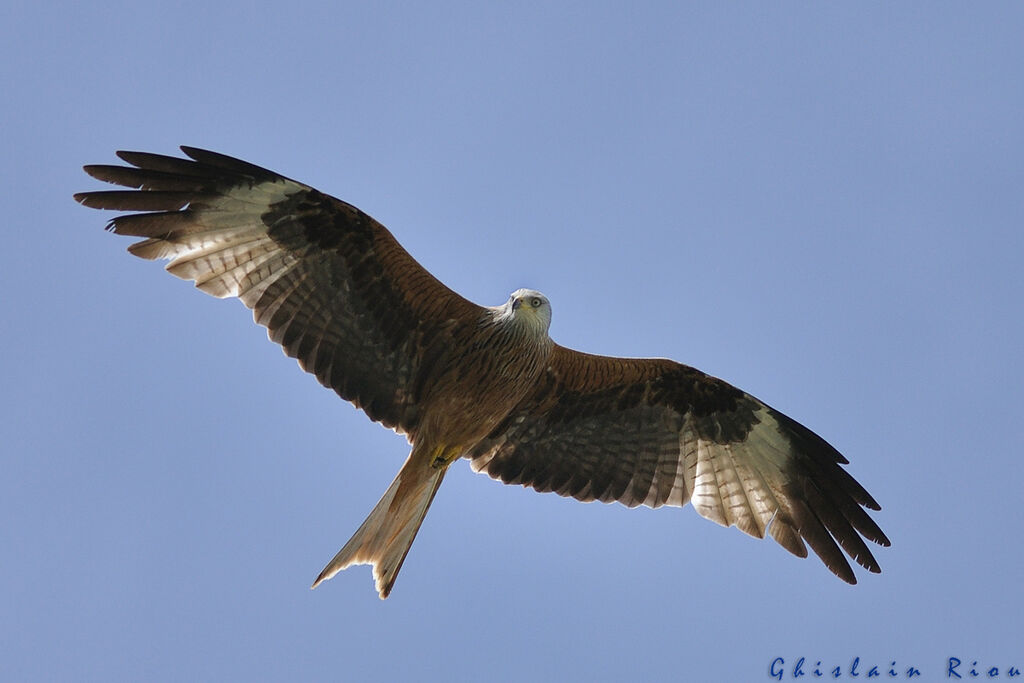 Red Kite