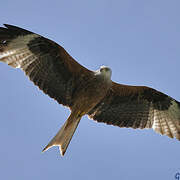 Red Kite