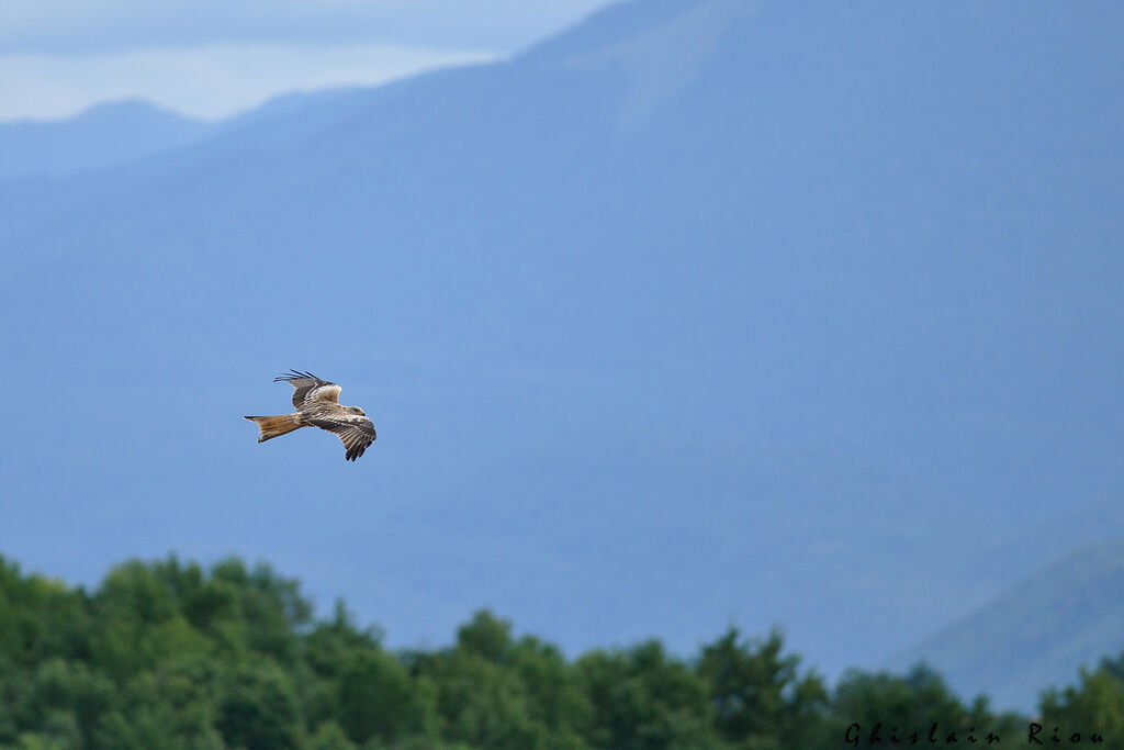 Red Kite, Flight