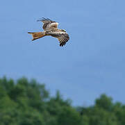 Red Kite