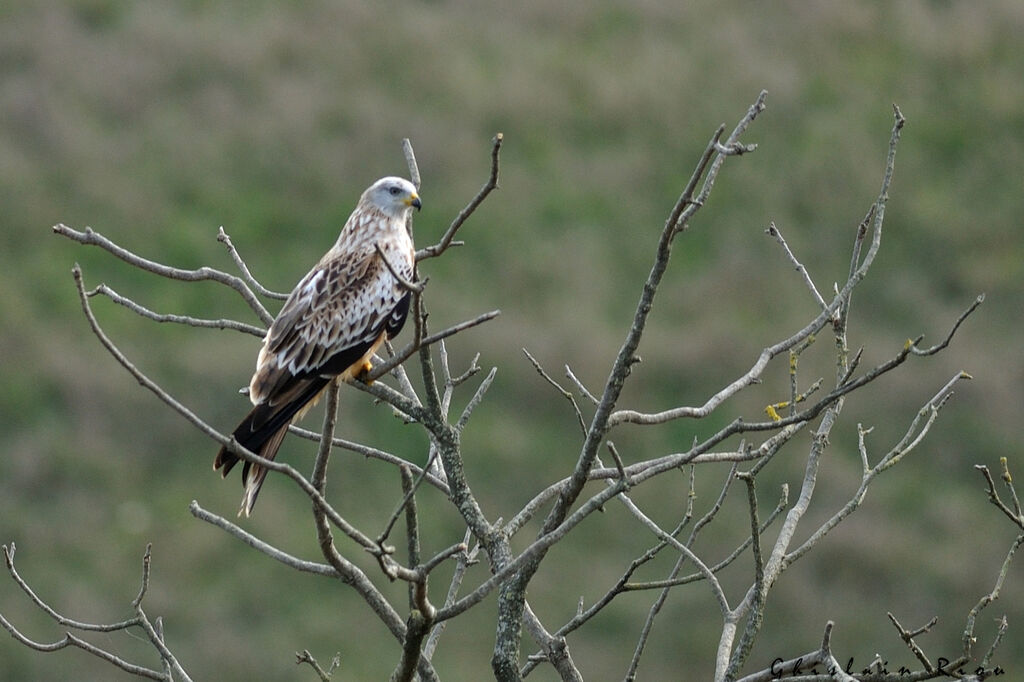 Red Kite