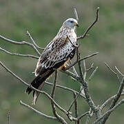 Red Kite