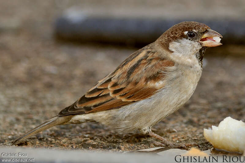 Italian Sparrow male, feeding habits, eats