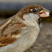 Italian Sparrow