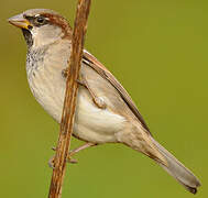 House Sparrow