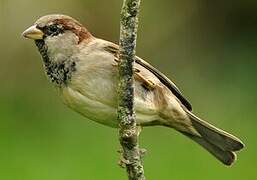 House Sparrow