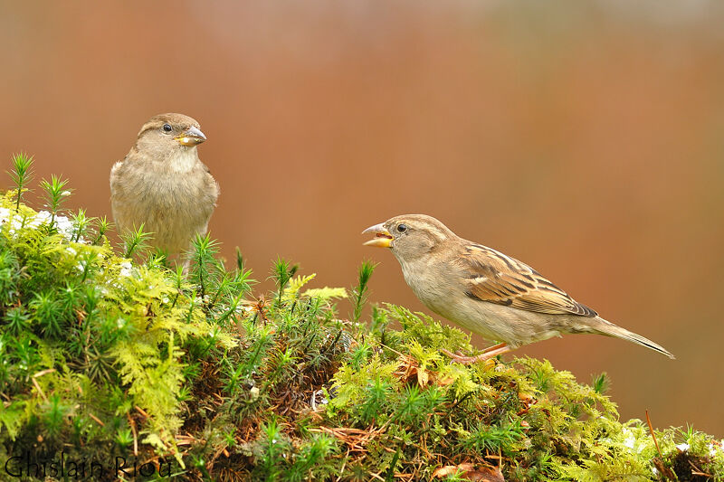 Moineau domestique femelle