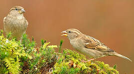 Moineau domestique