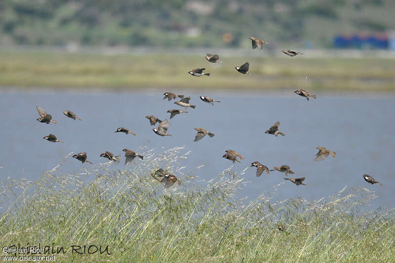 Spanish Sparrowadult, Flight, Behaviour