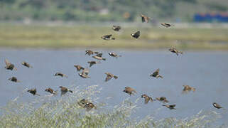 Spanish Sparrow