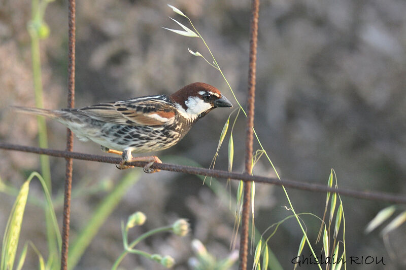 Spanish Sparrow male