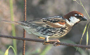 Spanish Sparrow