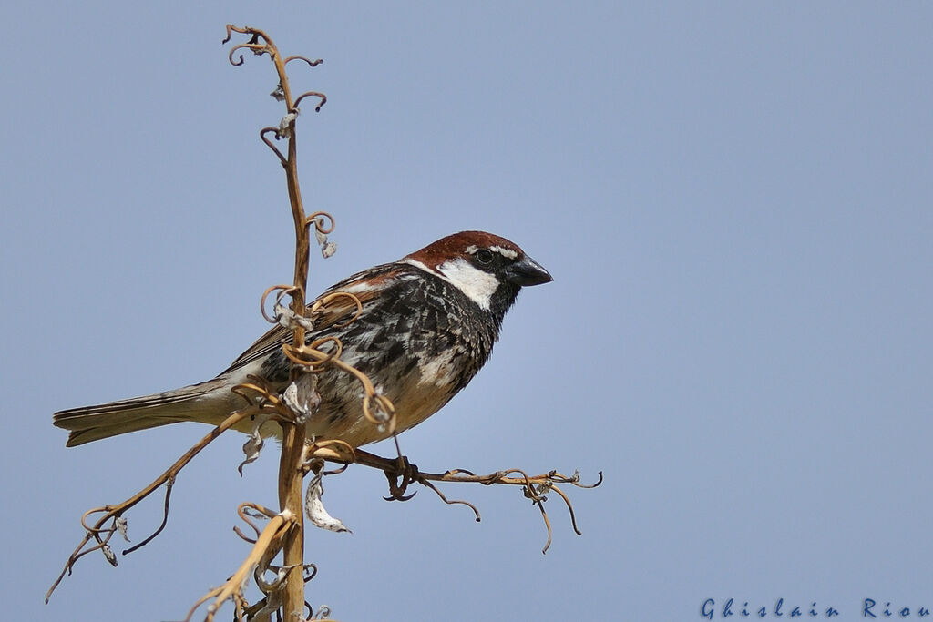 Spanish Sparrow male