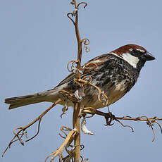 Moineau espagnol