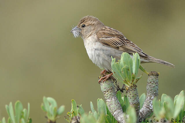 Comment On Dit Oiseau En Espagnol Moineau espagnol femelle - ghri267022
