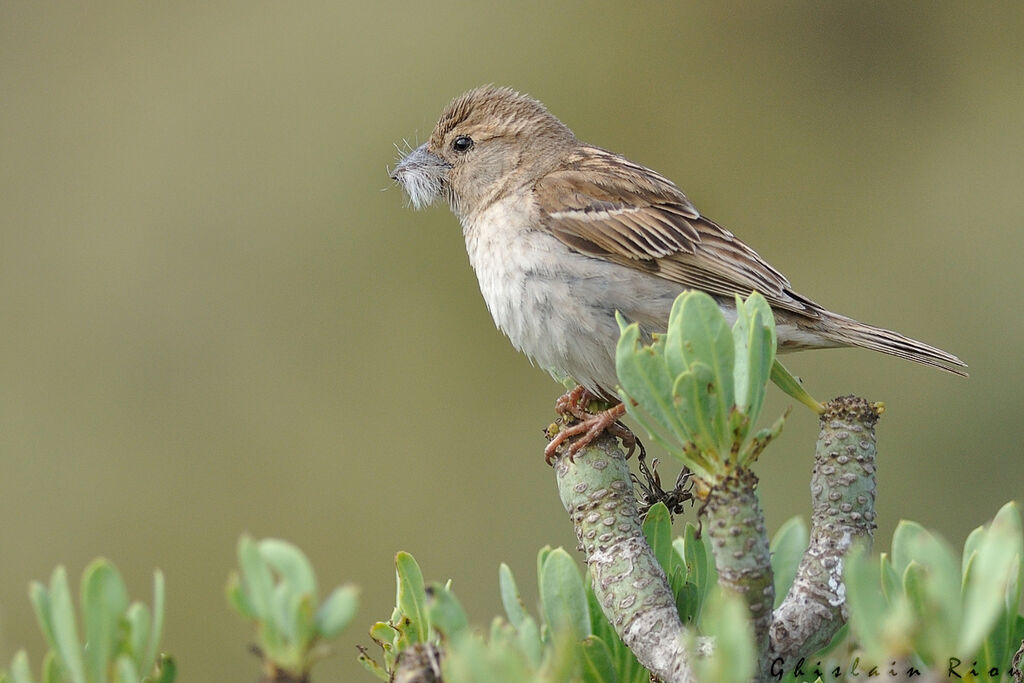 Moineau espagnol femelle