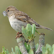 Moineau espagnol