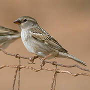 Spanish Sparrow