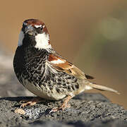 Spanish Sparrow