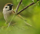 Moineau friquet
