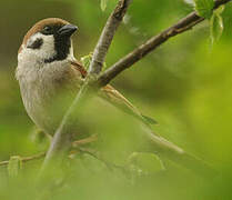 Eurasian Tree Sparrow