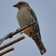 Rock Sparrow