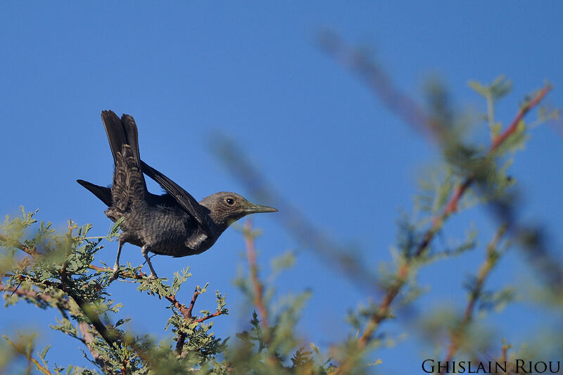 Blue Rock Thrush