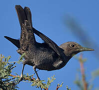 Blue Rock Thrush