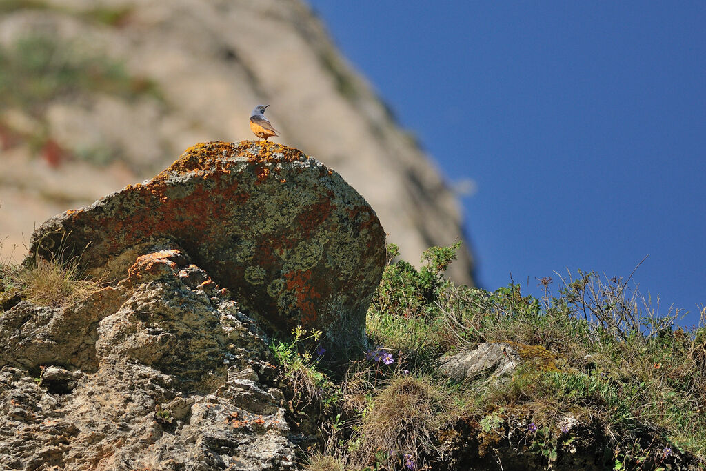 Common Rock Thrush male adult