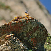 Common Rock Thrush