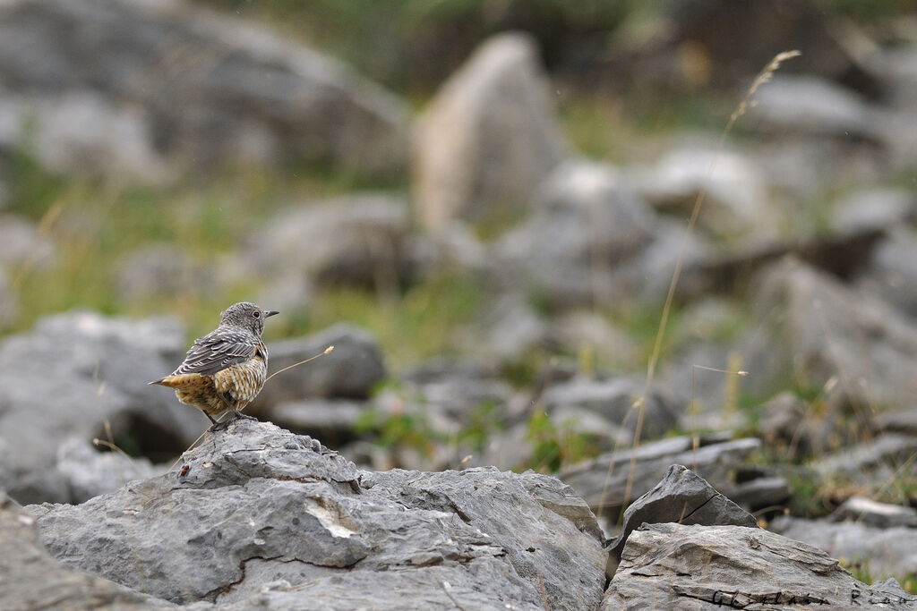 Common Rock ThrushFirst year