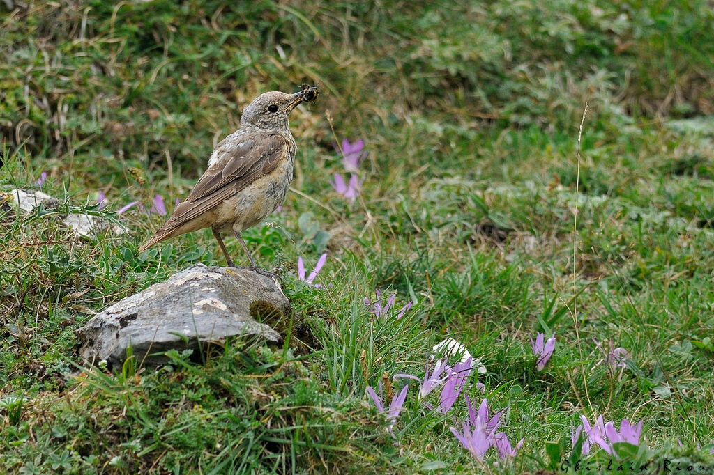 Common Rock Thrush female adult