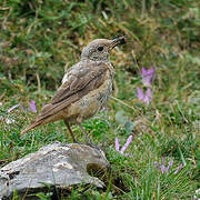 Common Rock Thrush