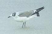 Mouette de Franklin