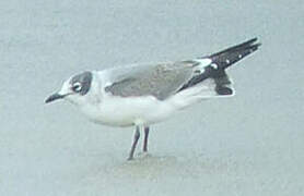 Franklin's Gull